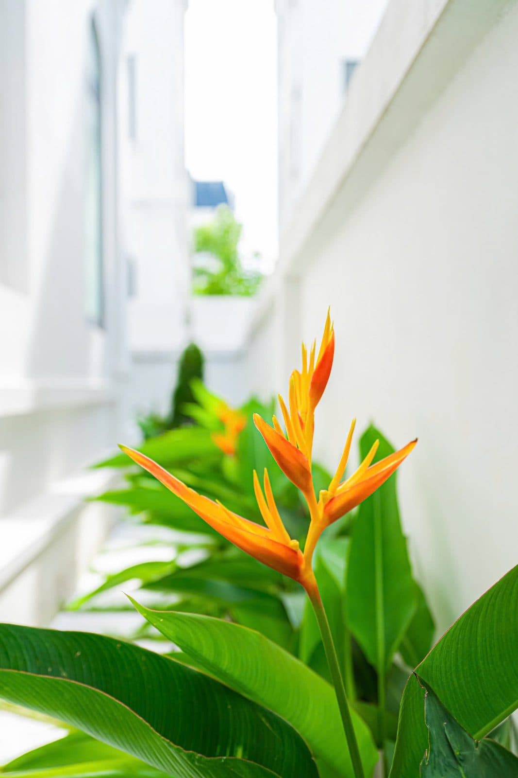 Căn R01.36 Solasta Mansion, biệt thự 212,5m2 4 tầng, Phường Dương Nội — ảnh 3 trong 3